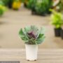 Ornamental Cabbage – Pigeon Purple – 4.5″ Pot